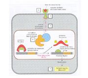 Processo molecular