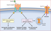 Pancreas 5