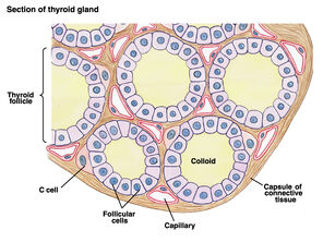 Tireoide macro