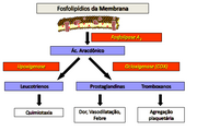 Farmaco esteroidais 2