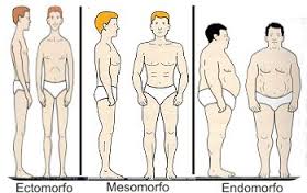 Ectomorfo mesomorfo endomorfo