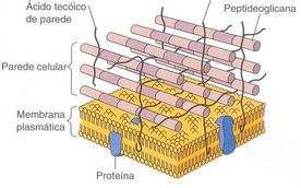 Parede - Gram positivas