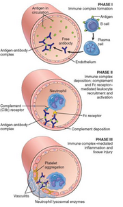 Hypersensitivity clip image011