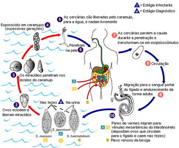 Ciclo biologico