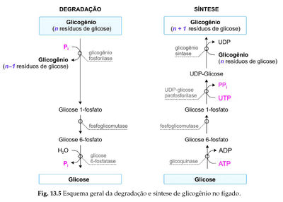 Glicogênese