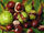 Aesculus hippocastanum fruit.jpg