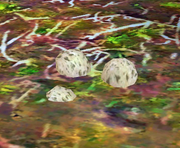Methu Egg