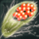 Sporocyst.gif