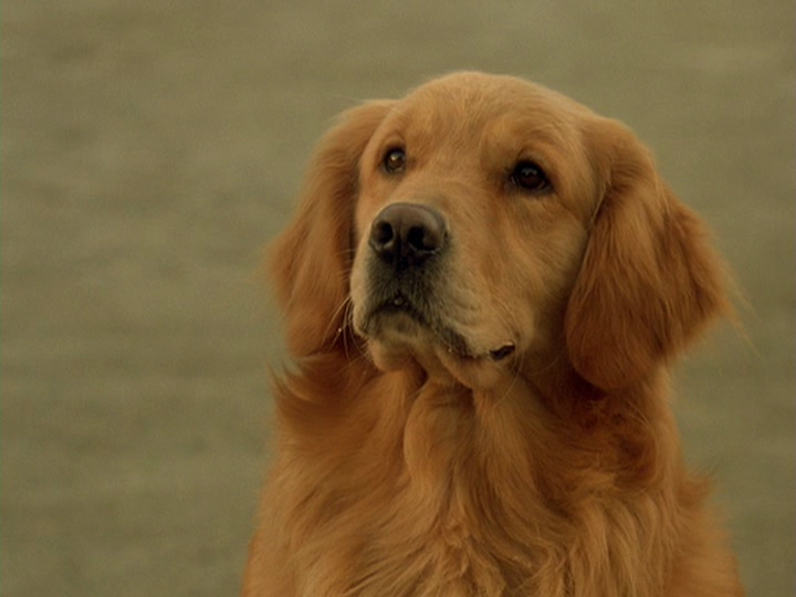 what happened to the puppies in air buddies