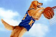 Air-bud-tout.jpg