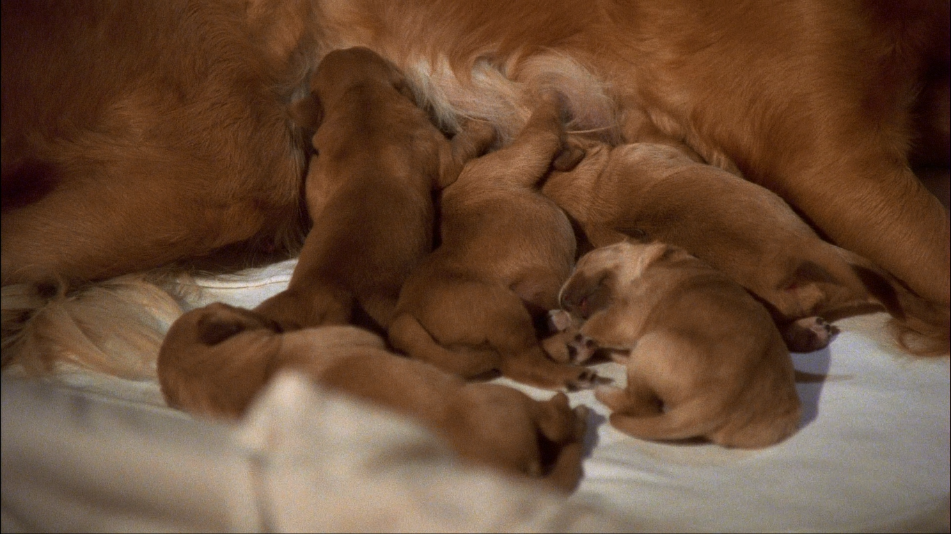 what happened to the puppies in air buddies