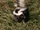 Skunk