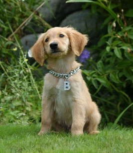 B-Dawg | AirBuddies Wiki | Fandom