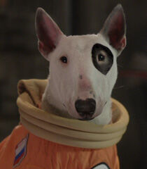Space Buddies Sputnik Plush Bull Terrier White Dog Puppy Space Suit Wat  Disney - Plush Toys, Facebook Marketplace