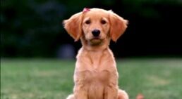 258px-Rosebud sitting.jpg
