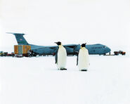 C-141 Starlifter with penguins