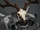 Reindeer Skull
