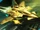 Gold Striker