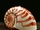 Nautilus Shell
