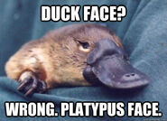 Platypus face