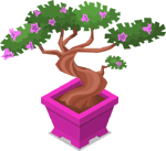 Bonsai 4