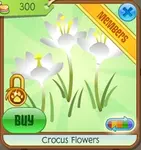 Crocus flowers white