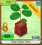 Baby Rubber Plant 1