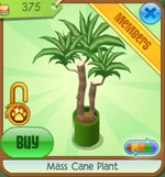 Mass Cane Plant