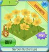 GardenButtercups.jpg