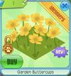 GardenButtercups