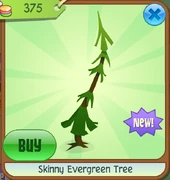 Skinny Evergreen Tree