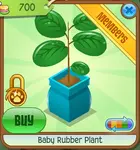 Baby Rubber Plant 4