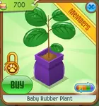 Baby Rubber Plant 7