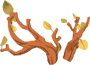 Rare Branch Antlers