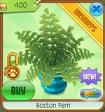Boston Fern