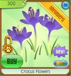 Crocus1