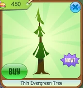 Thin evergreen tree
