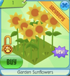 Gardensunflowers