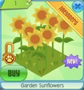 Gardensunflowers