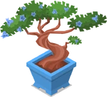 Bonsai 6