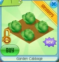GardenCabbage