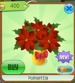 Poinsettia