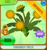 Dandelion-Patch