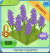 GardenHyacinths