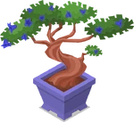 Bonsai 5
