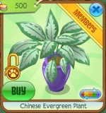 Chinese Evergreen Plant
