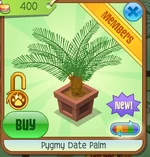 Pygmy Date Palm brown
