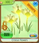 Crocus flowers yellow