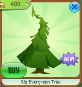 Big evergreen tree