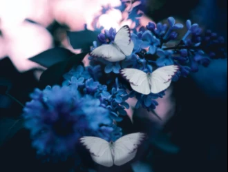 AJ Story Telling Wiki